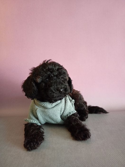 Cudooowny piesek pudel Black sable