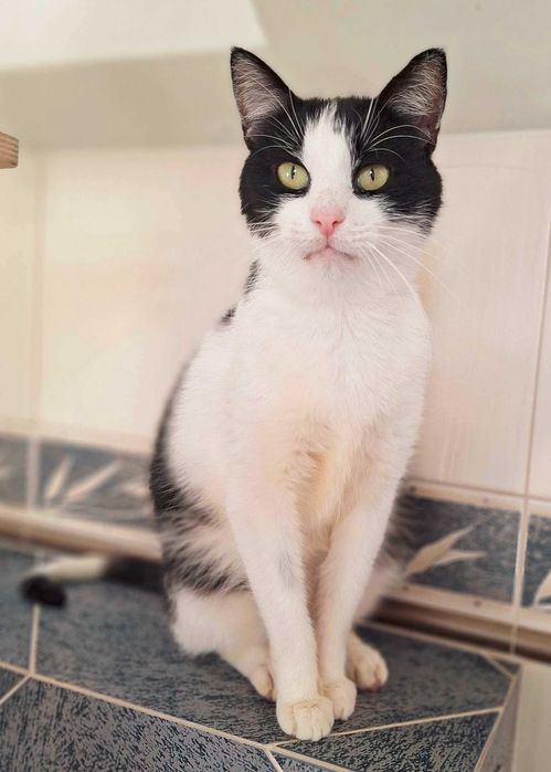 Delikatny i uroczy 2-letni Motylek szuka domu na zawsze