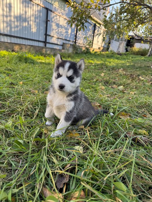 Сибірський хаски