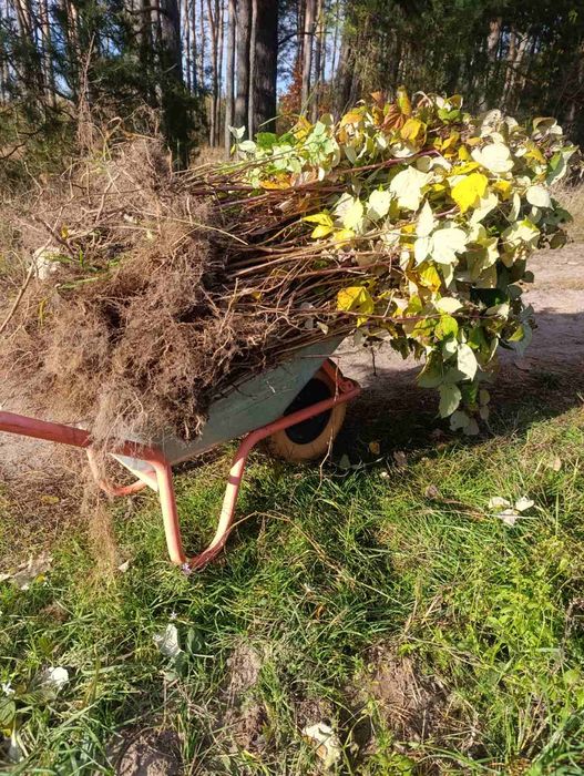 Саджанці ремонтантної малини, малина