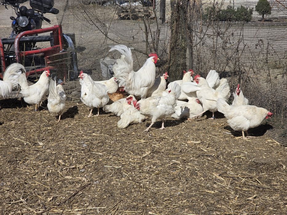 Jaja lęgowe leghorn, nioski, kury