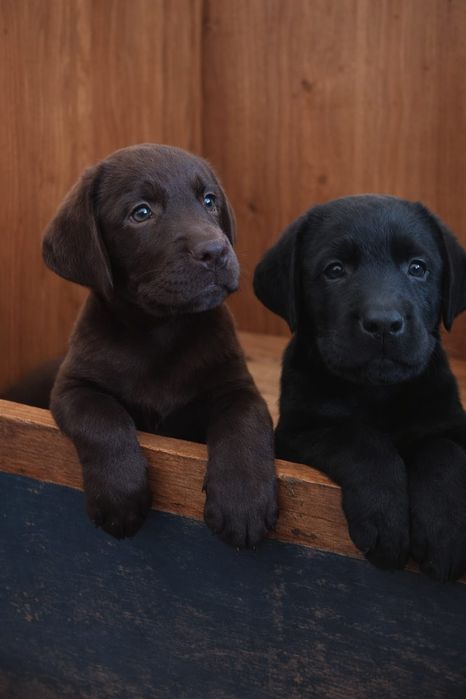 Цуценята лабрадора
