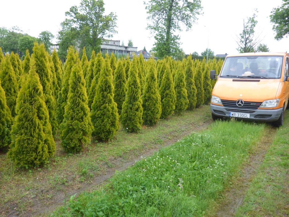 dowozimy i sadzimy ‼️ 300cm tuja SZMARAGD smaragd ‼️ PRODUCENT