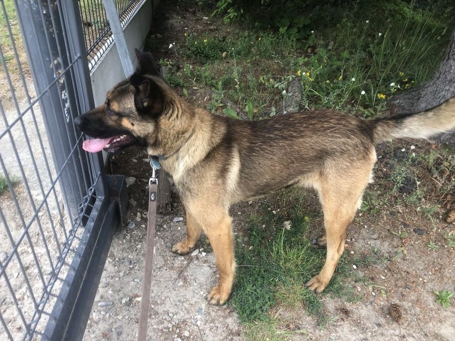 Zoran cudowny szczeniak do adopcji