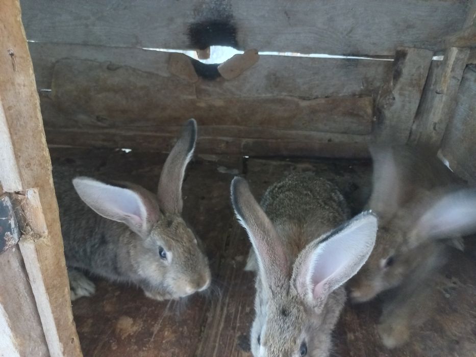 Продам Кролі-Фландер