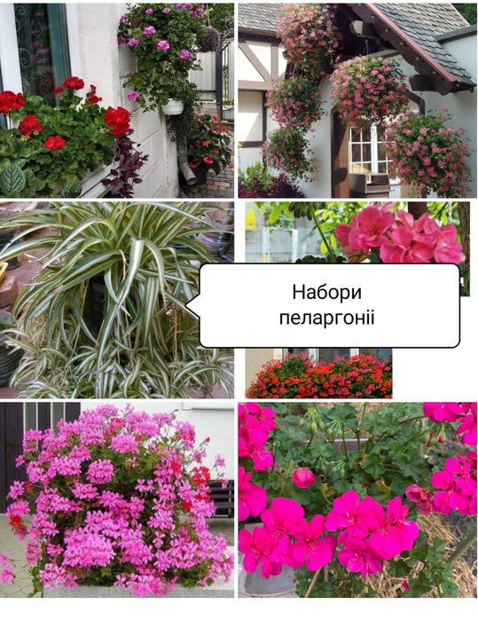Набори пеларгоніі, 8 шт бонус бегонія