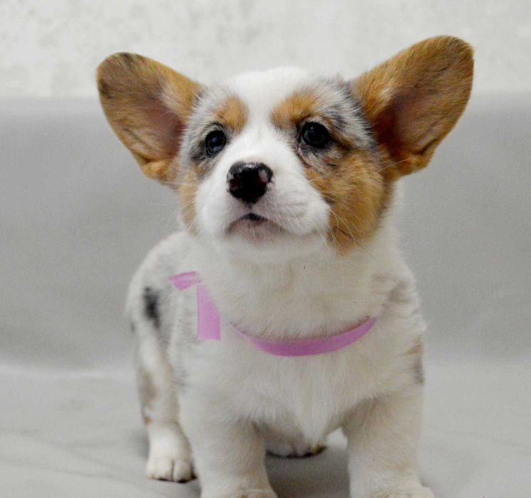 REZERWACJA Welsh Corgi Cardigan – Betsy | ur. 13.10.2025