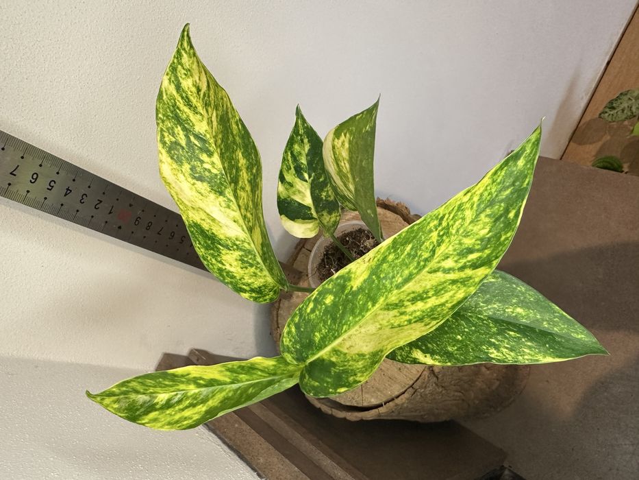 Епіпремнум Pinnatum Yellow Flame