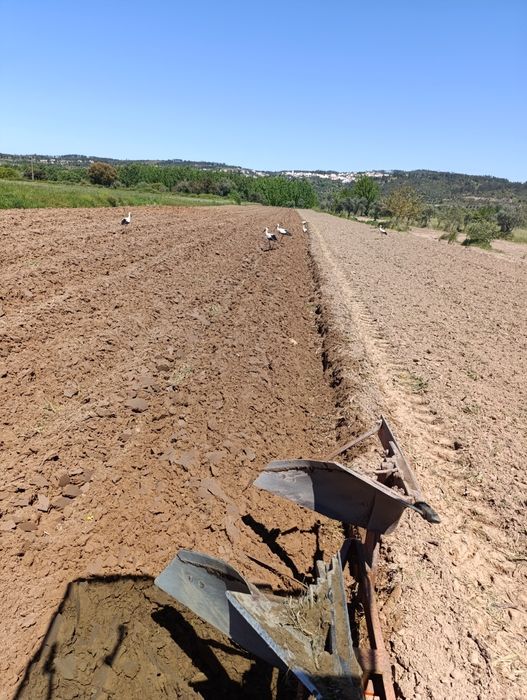 Limpeza de terrenos agrícolas e florestais