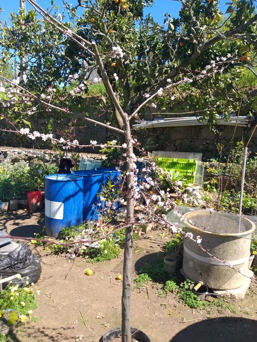 Ameixoeira-dos-jardins (Prunus serasifera)