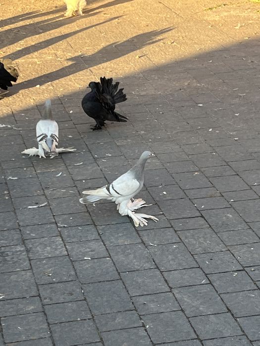 Sprzedam bociany niebieskie, grochowe, masłowe