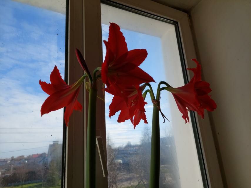 Продам гіппеаструм червоний.