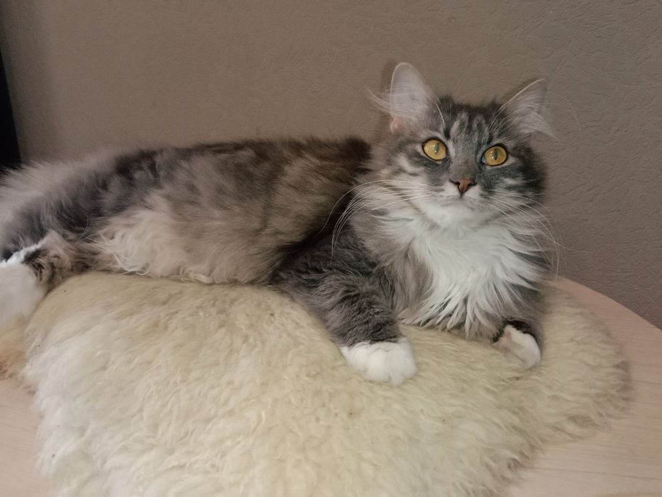 Кошка Сильва в хорошие руки