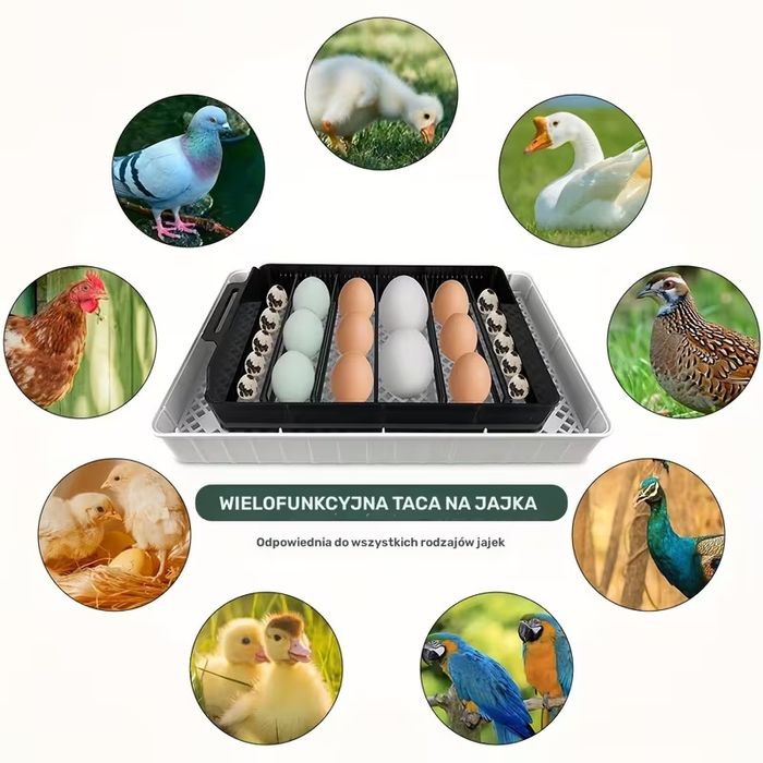 Inkubator automatyczny na 12 jajek