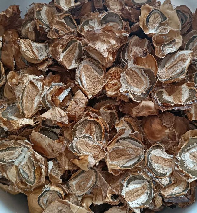 Гриб Веселка сушений