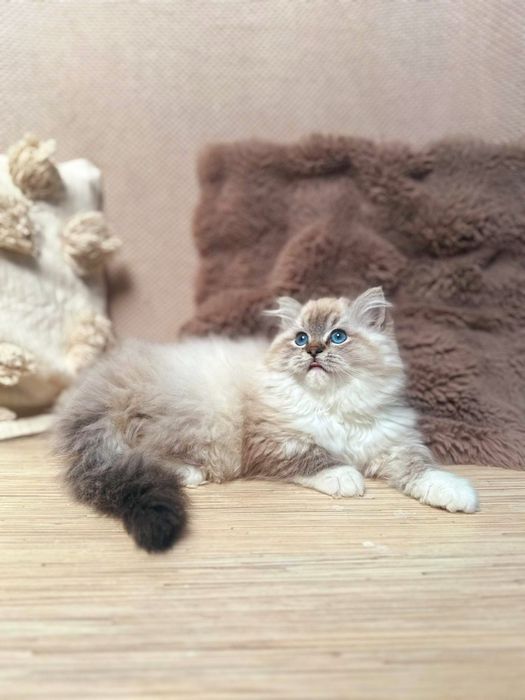 Kociak samiec przeuroczy ragdoll