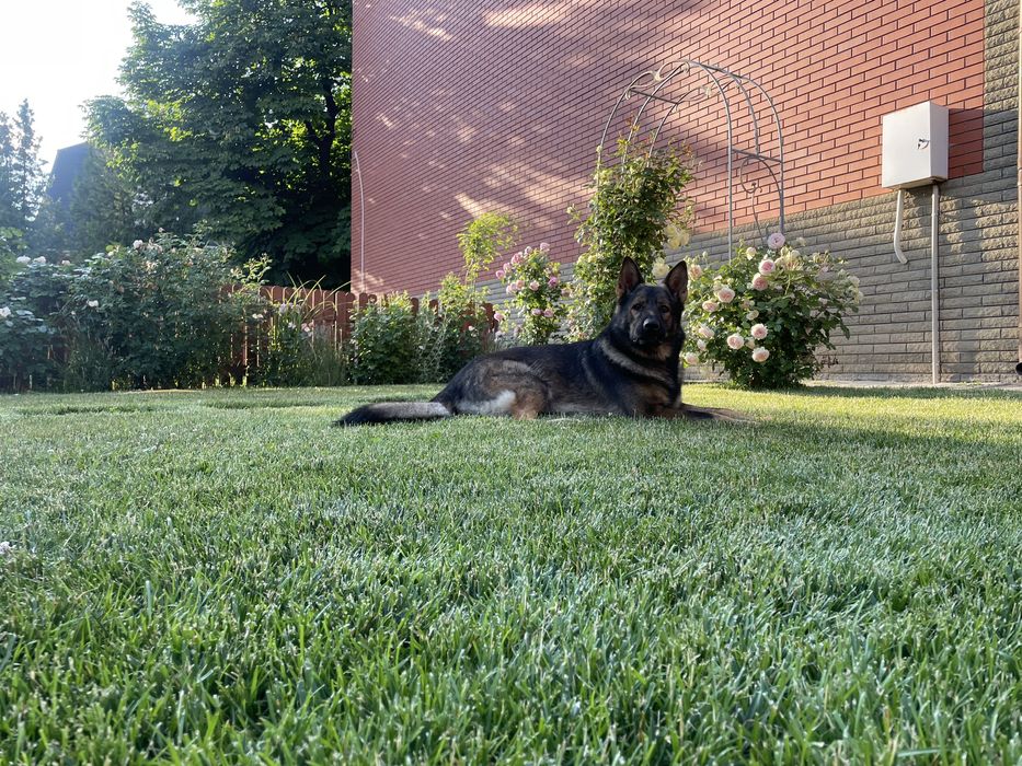 Вязка. Кобель немецкой овчарки зонарний