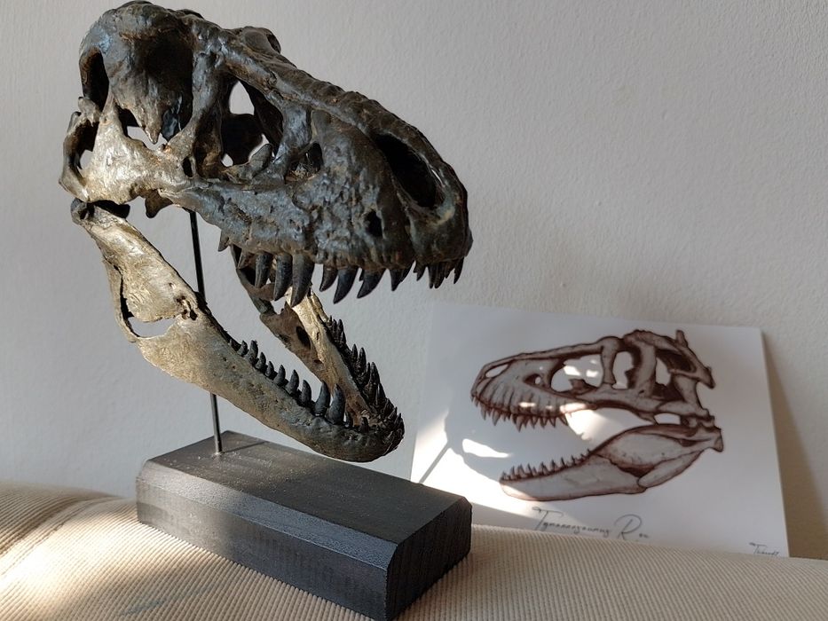 Replika Czaszki T-rexa miniatura