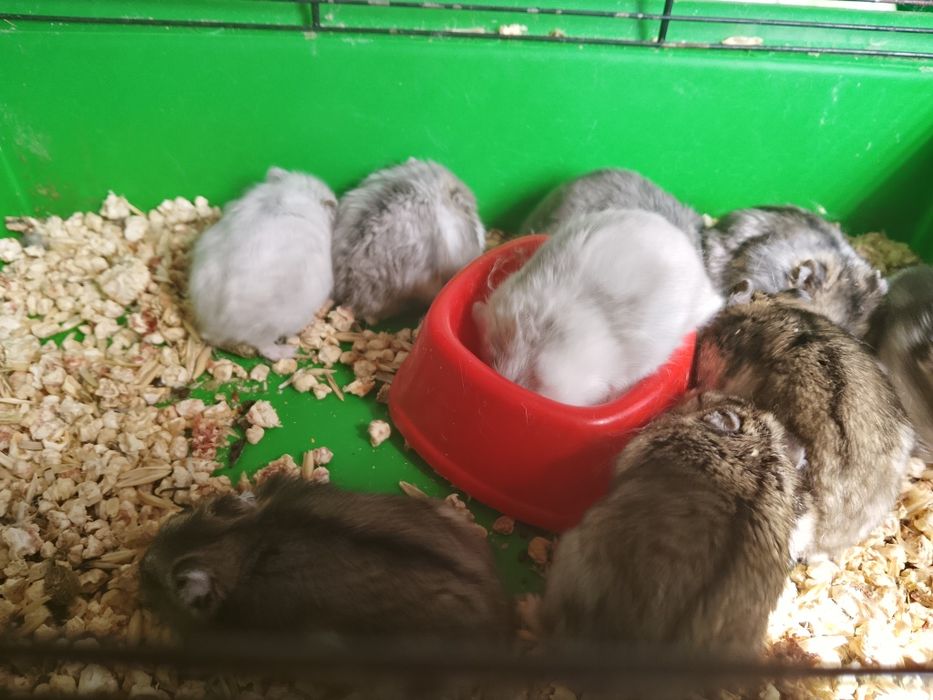 Джунгарский хомяк