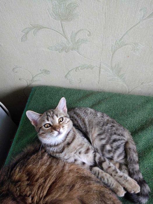 Кошенятко дівчинка в добрі руки