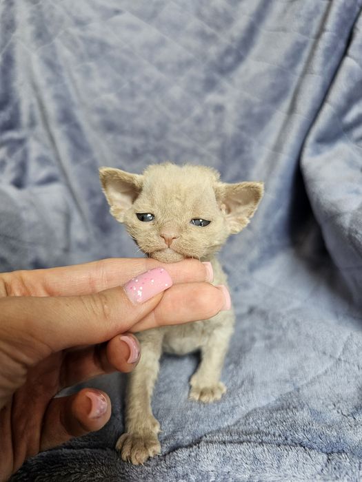 Kociak Devon rex, rodowód FPL