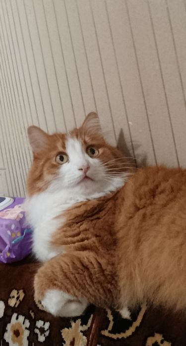 Безкоштовно віддамо кота.