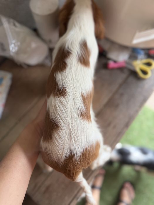 Cavalier King Charles Spaniel - femea Blenheim