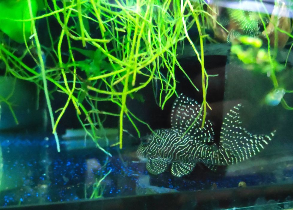 Stelaż akwariowy + 3*150 litrów, zbrojniki L260 L134 L136 L199 L340