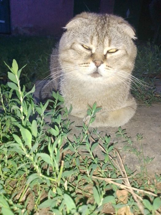 Шотландський висловухий котик