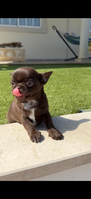 Chihuahua macho..