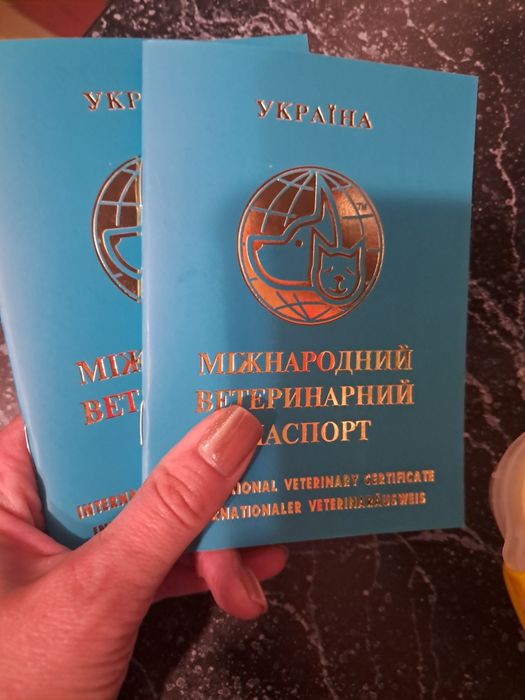 Шотландський вислоухий котик з документами