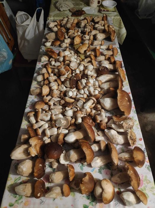 Grzyby marynowane zbiór 2025r.