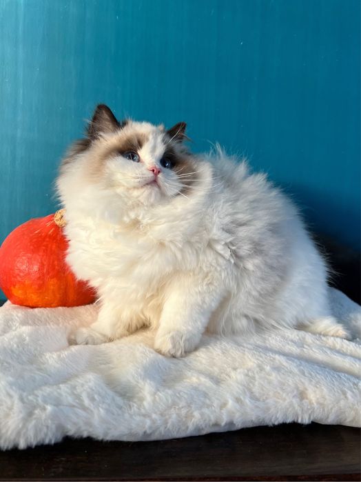 Margaret -niezwykłej urody kotka Ragdoll show-pet FPL kocięta koteczka