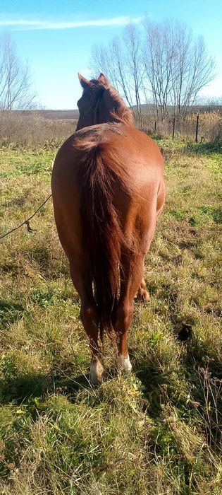 Продається кобила!