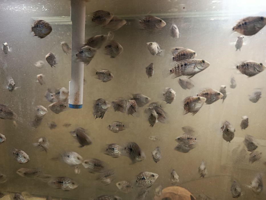 Цихлазома бриллиантовая оптом