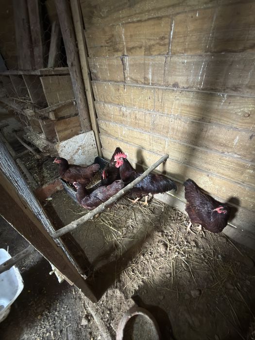 Pintos de Rhode Island Red