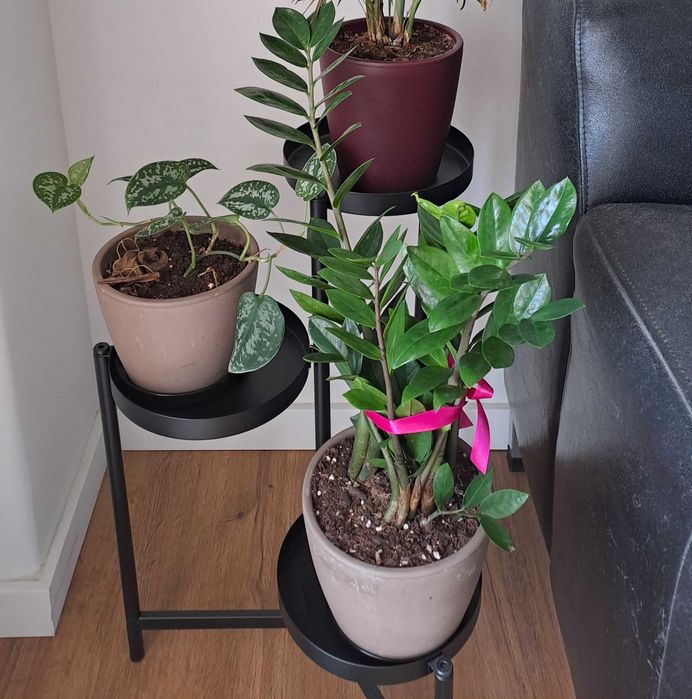 Plantas Naturais de Interior com Vaso