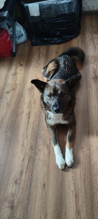 Песик шукає дім! Дубровиця, Сарни!