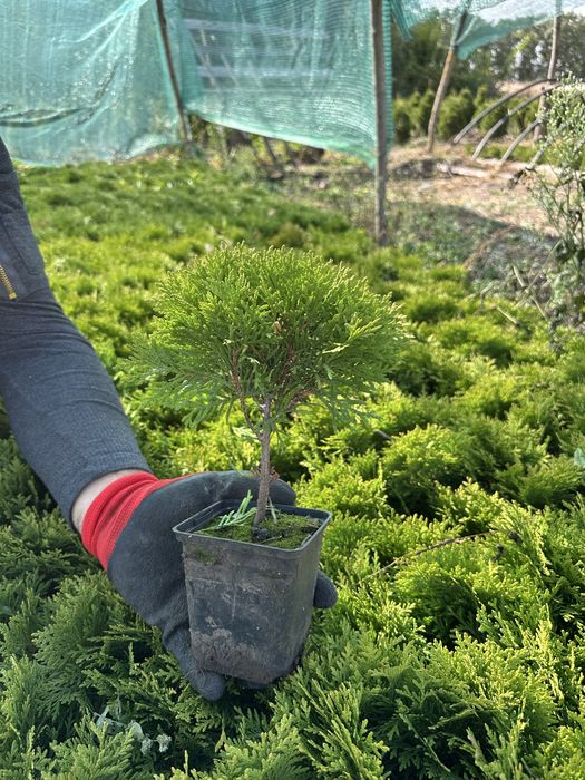Кульки туї Міріам