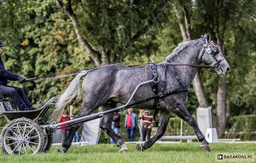 Ogierek śląski Lunar