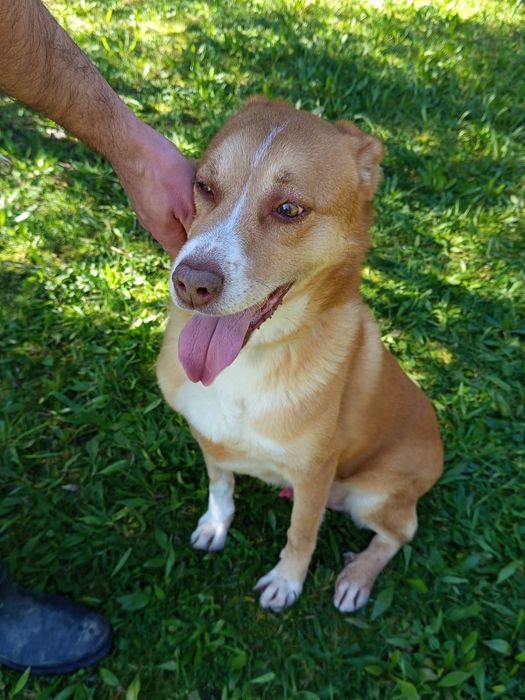 Caozinho para adopção
