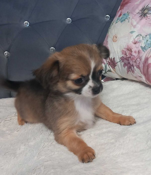 Suczka Chihuahua