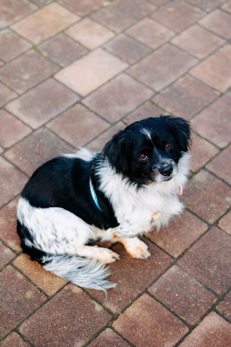 Małe suczki do adopcji