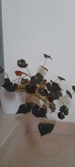 Begonia bowerae  'Nigra Magra'