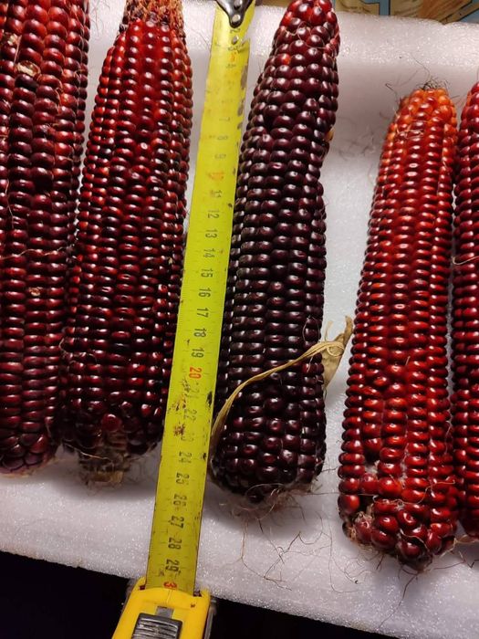 Продам насіння кукурудзи