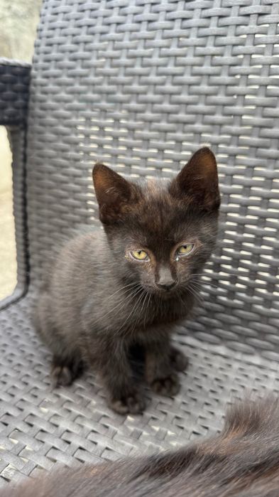 Gatinhos bebés para adoção