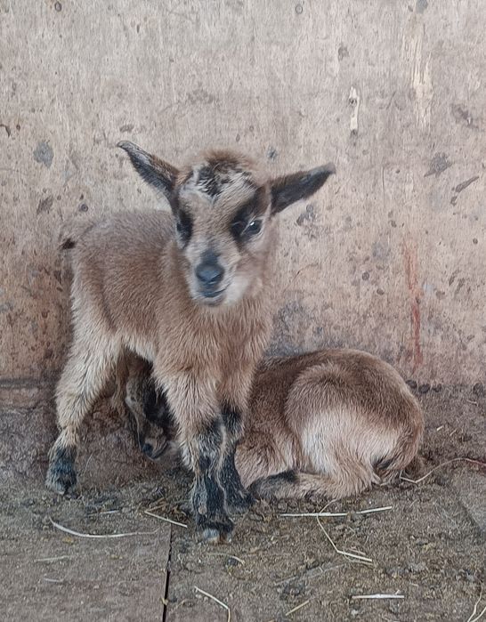 Vendo Cabritos anões  com 2 meses