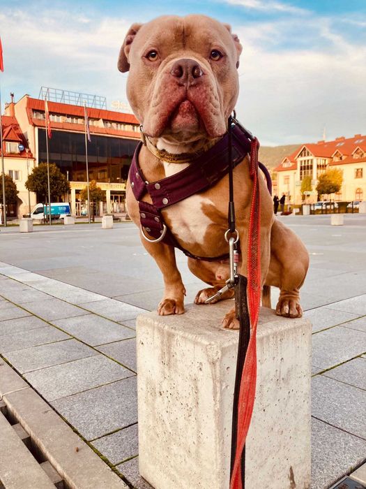 American Bully Pixel do adopcji