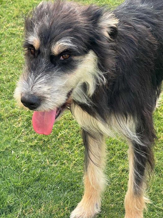 Waffle,  słodka i bardzo przyjazna towarzyszka aktywnych przygód