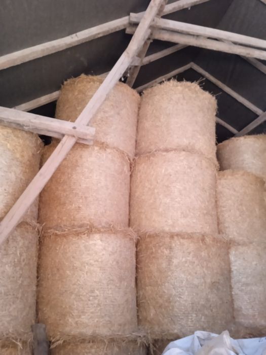 Sprzedam bele słomy z pszenżyta i żyta